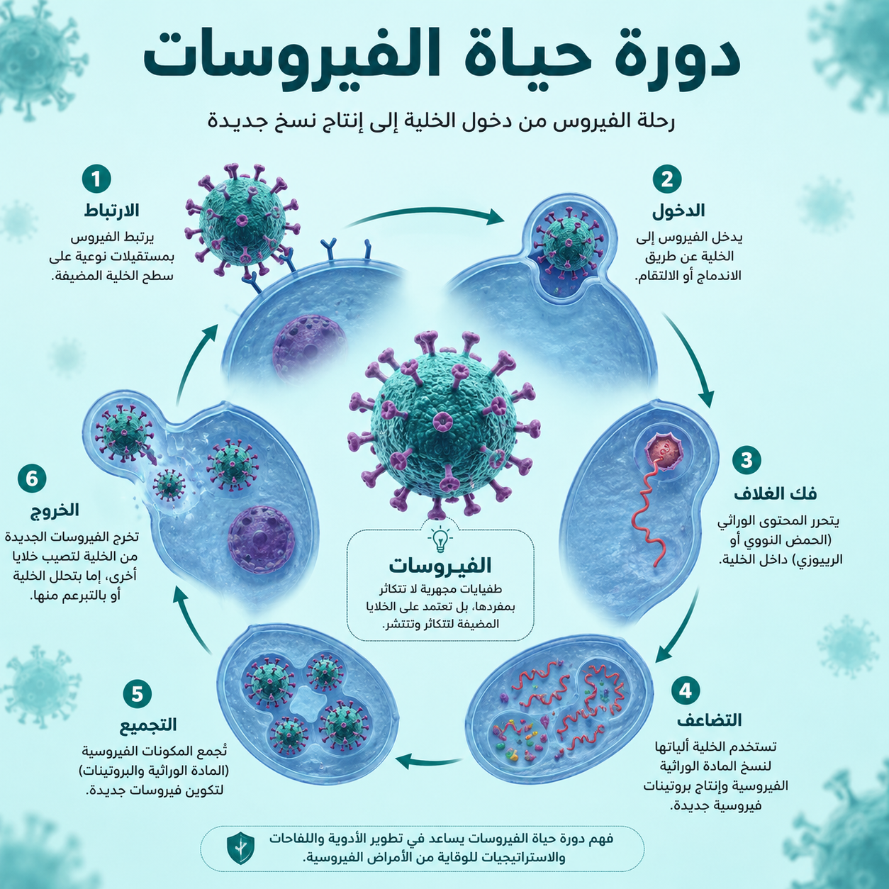 بارزة دورة حياة الفيروس