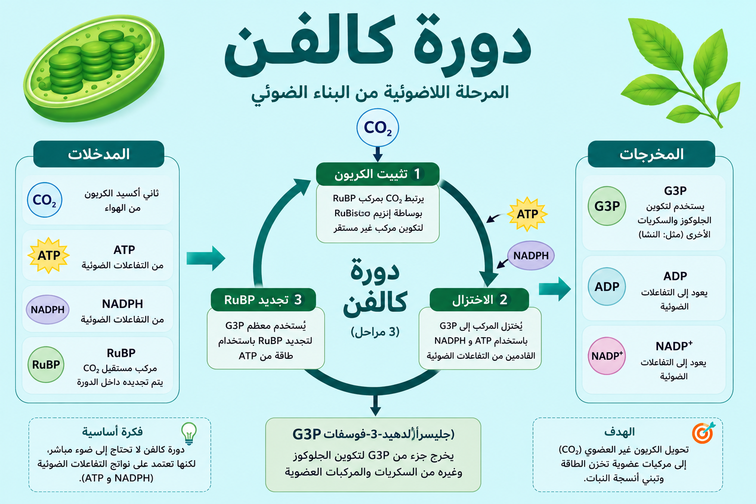 بارزة كالفن