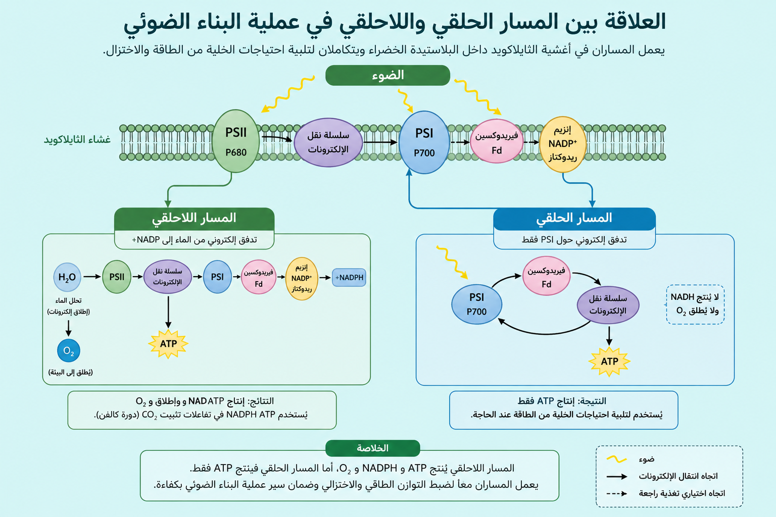 بارزة للمسارين