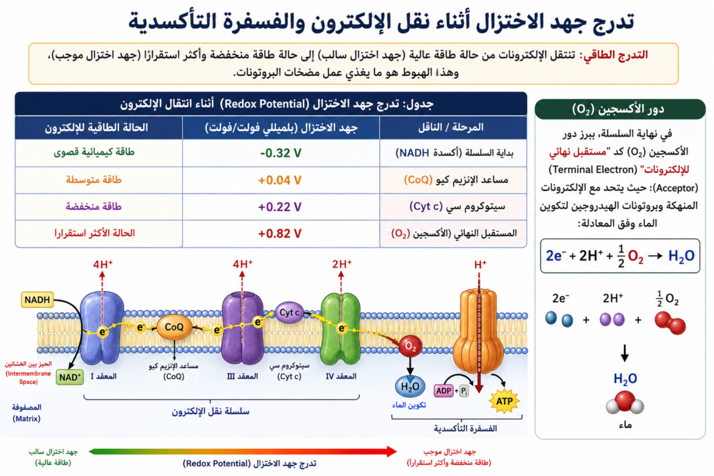 تدرج الطاقة في سلسلة نقل الالكترون