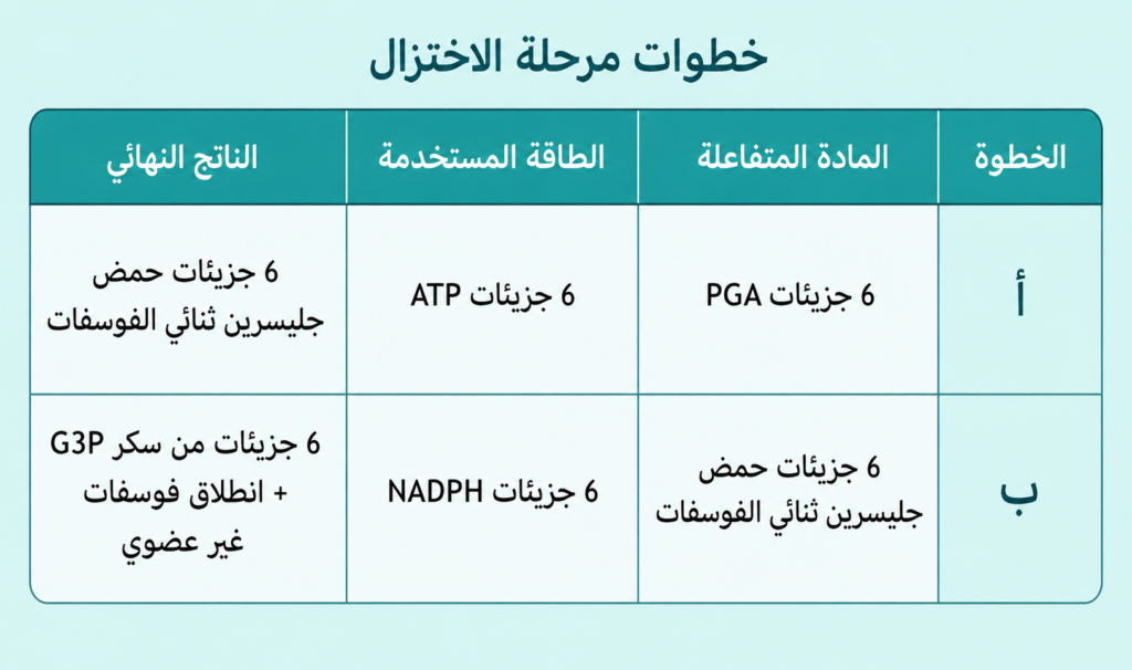 جدول كالفن