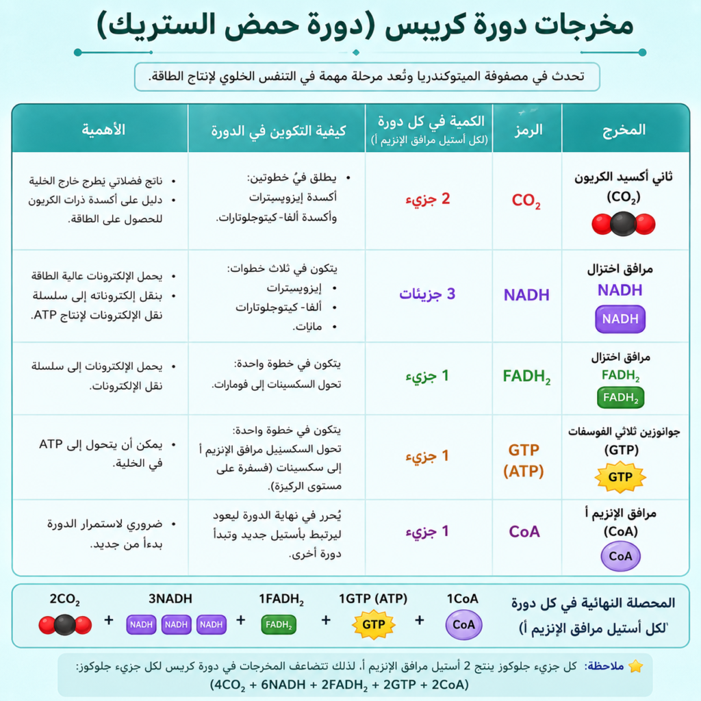 مخرجات كريبس