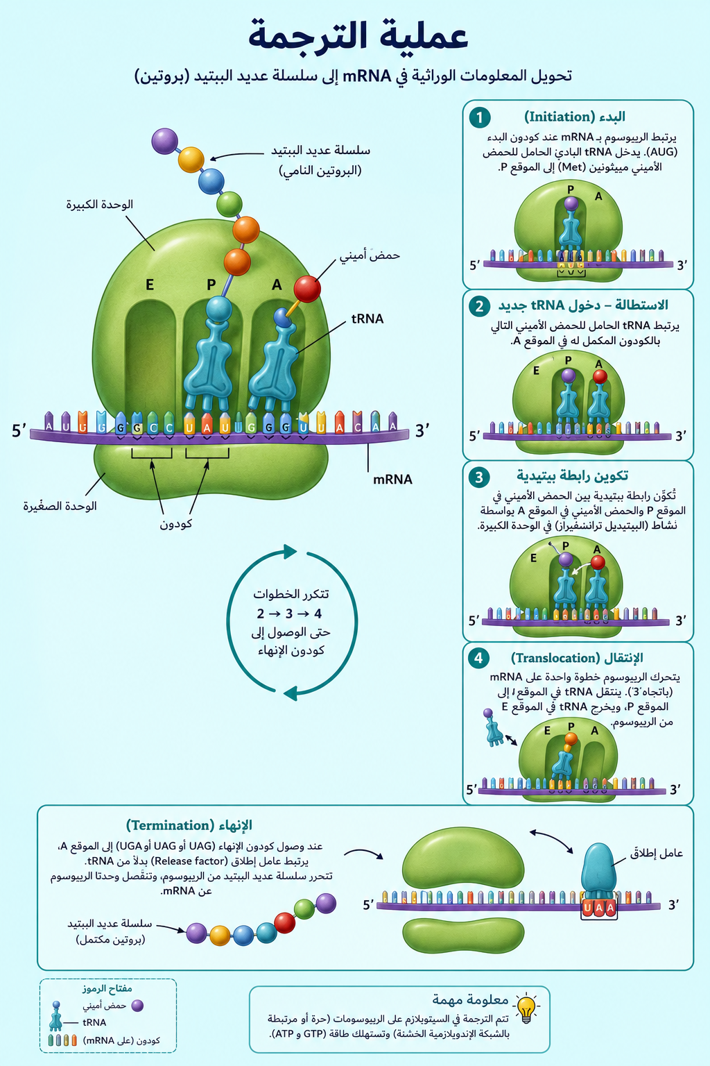 بارزة الترجمة
