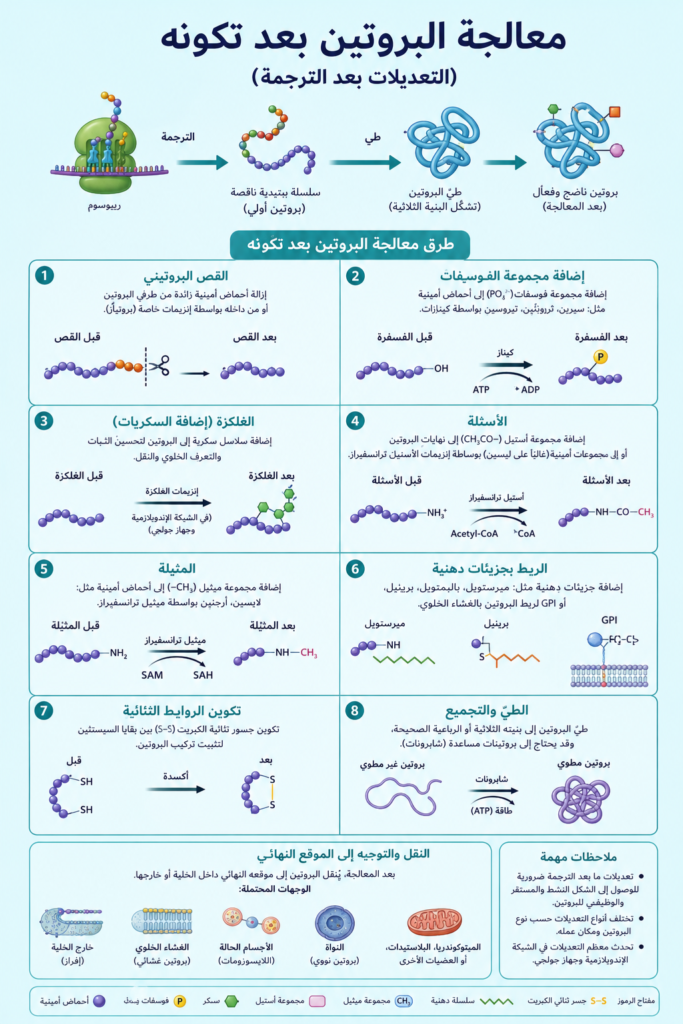 معالجة البروتين