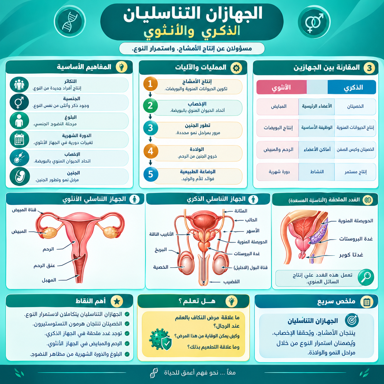 الجهازان التناسليان والتكاثر