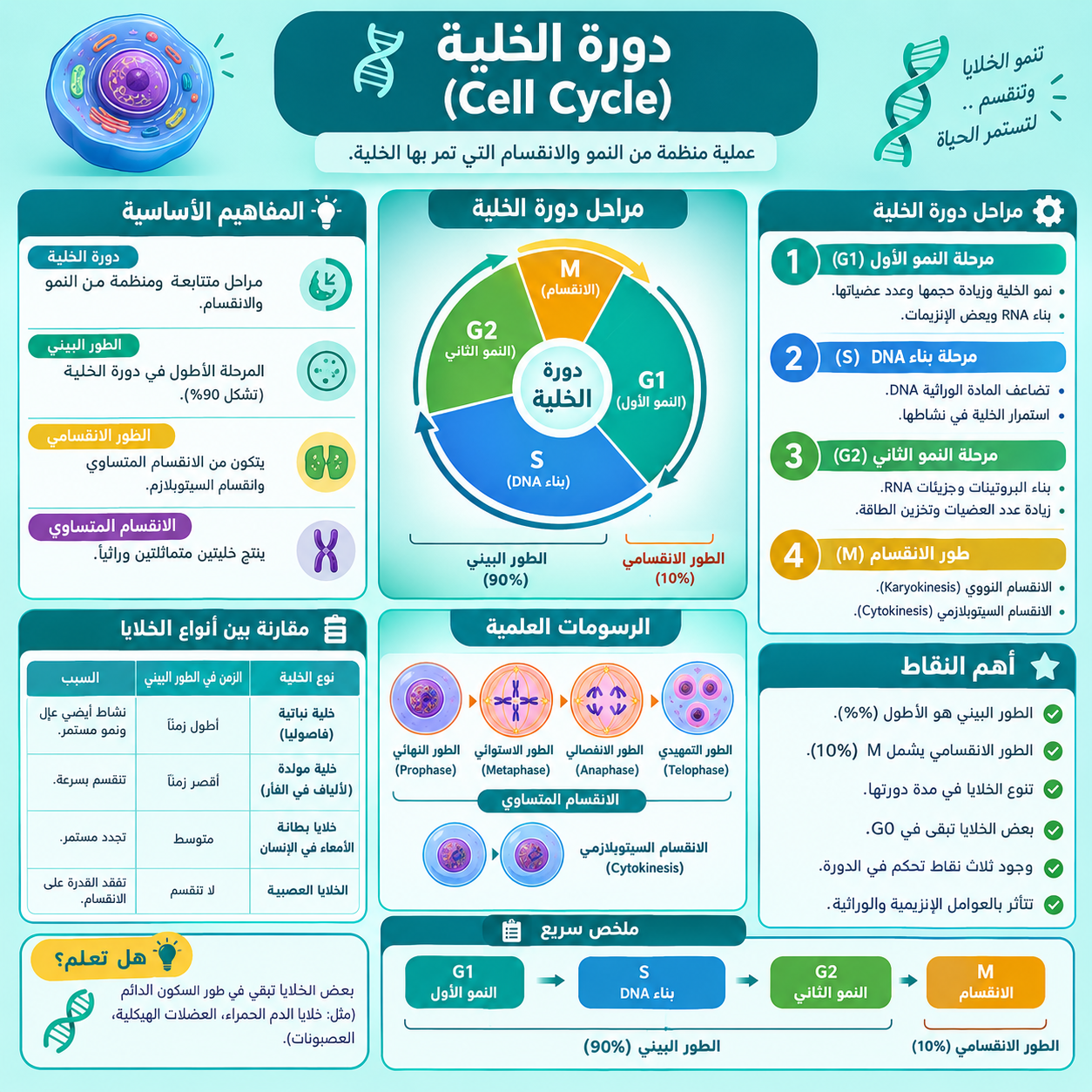 دورة الخلية